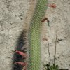 Cleistocactus_tupizensis